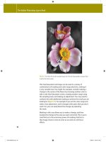 The Adobe Photoshop Layers Book- P5 pps