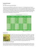 Lúa gạo trên thế giới