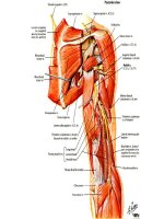 Thiết kế chi trên của con người ppsx