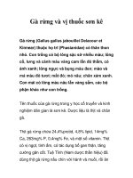 Gà rừng và vị thuốc sơn kê ppsx