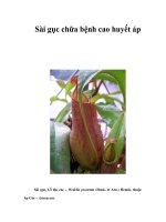 Sài gục chữa bệnh cao huyết áp ppsx