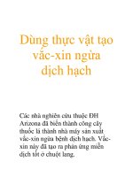 Dùng thực vật tạo vắc-xin ngừa dịch hạch pot