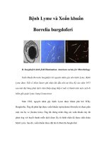 Bệnh Lyme và Xoắn khuẩn Borrelia burgdoferi pot
