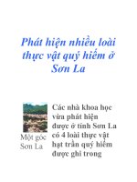 Phát hiện nhiều loài thực vật quý hiếm ở Sơn La ppt