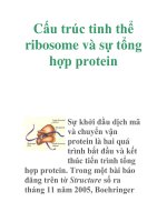 Cấu trúc tinh thể ribosome và sự tổng hợp protein potx