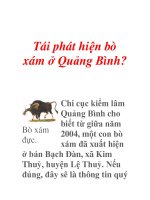 Tái phát hiện bò xám ở Quảng Bình? potx