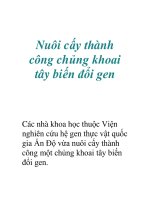 Nuôi cấy thành công chủng khoai tây biến đổi gen pptx