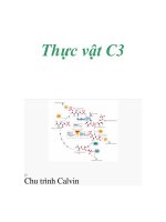 Thực vật C3 Chu trình Calvin . ppt