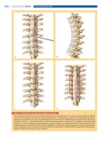 Spinal Disorders: Fundamentals of Diagnosis and Treatment Part 108 ppsx