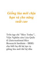 Giống lúa mới chịu hạn và cho năng suất cao pot