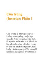 Côn trùng (Insecta): Phần 1 pptx