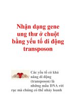 Nhận dạng gene ung thư ở chuột bằng yếu tố di động transposon pps