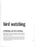 Birds - Section 2 - Watching potx