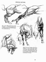 The Art Animal Drawing - Muscle action potx