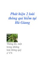 Phát hiện 2 loài thông quí hiếm tại Hà Giang docx