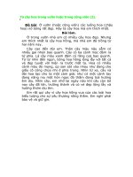 Tả cây hoa hồng 3