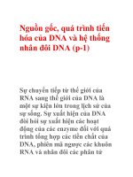 Nguồn gốc, quá trình tiến hóa của DNA và hệ thống nhân đôi DNA (p-1) doc