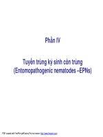 Bài giảng dịch bệnh côn trùng - Tuyến trùng ký sinh côn trùng pdf