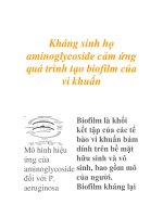 Kháng sinh họ aminoglycoside cảm ứng quá trình tạo biofilm của vi khuẩn ppt