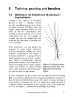 Fruit growing in the tropics - Part 5 docx