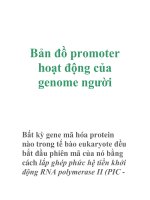 Bản đồ promoter hoạt động của genome người pptx