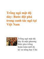 Trồng ngô mật độ dày: Bước đột phá trong canh tác ngô tại Việt Nam pdf