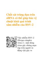 Chất sát trùng dựa trên siRNA có thể giúp bảo vệ chuột khỏi quá trình xâm nhiễm của HSV-2 ppsx