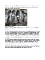 Cá ngừ đại dương cắt lát