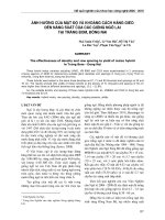 Ảnh hưởng của mật độ và khoảng cách hàng gieo đến năng suất của các giống ngô lai tại Trảng Bom, Đồng Nai