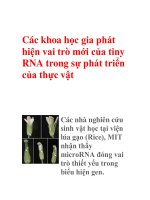 Các khoa học gia phát hiện vai trò mới của tiny RNA trong sự phát triển của thực vật potx