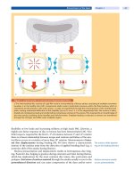 Spinal Disorders: Fundamentals of Diagnosis and Treatment Part 8 pot