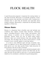 Raising Turkeys - Part 5 ppt