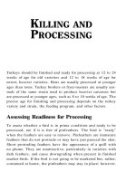 Raising Turkeys - Part 6 potx