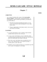 INTERMEDIATE BONSAI - Part 3 pot