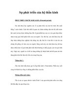 Sự phát triển của hệ thần kinh pptx