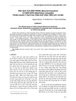 áo: Hiệu quả của nấm trắng (Beauveria bassiana) và nấm xanh (Metarhizium anisopliae) trong quản lý dịch hại tổng hợp (IPM) trên cây có múi