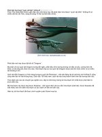 PHÁT HIỆN HÓA THẠCH BIỂN