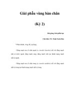Giải phẫu vùng bàn chân (Kỳ 2) docx