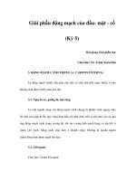 Giải phẫu động mạch của đầu- mặt - cổ (Kỳ 5) docx