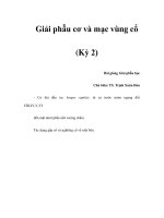 Giải phẫu cơ và mạc vùng cổ (Kỳ 2) ppt