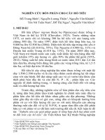 Nghiên cứu bón phân cho cây hồ tiêu