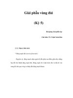 Giải phẫu vùng đùi (Kỳ 5) doc