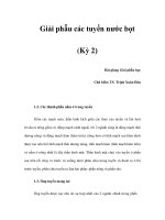 Giải phẫu các tuyến nước bọt (Kỳ 2) docx