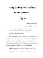 Giải phẫu tổng hợp hệ thống và định khu chi dưới (Kỳ 7) pptx