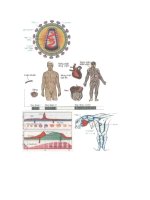 Trang hình mô phỏng sinh học 8