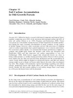 Springer Old Growth Forests - Chapter 11 potx