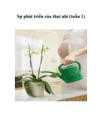 Sự phát triển của thai nhi (tuần 1) pot