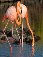 Đề tài mới lạ, trình bày thiếu hấp dẫn:lãng phí thời gian!