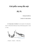 Giải phẫu xương đầu mặt (Kỳ 9) pdf