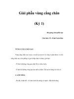Giải phẫu vùng cẳng chân (Kỳ 1) pptx